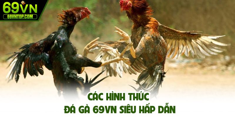 Các hình thức đá gà 69vn siêu hấp dẫn
