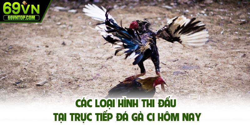 Các loại hình thi đấu tại trực tiếp đá gà C1 hôm nay