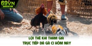 Lợi thế khi tham gia trực tiếp đá gà C1 hôm nay