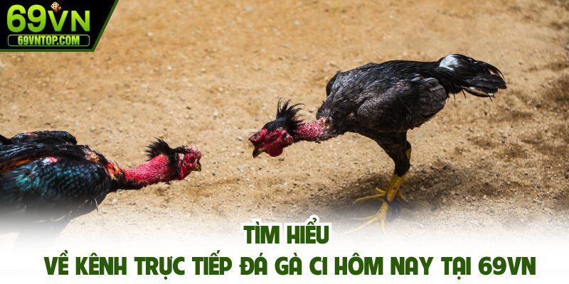 Tìm hiểu về kênh trực tiếp đá gà C1 hôm nay tại 69vn
