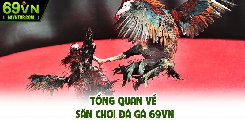 Tổng quan về sân chơi đá gà 69vn
